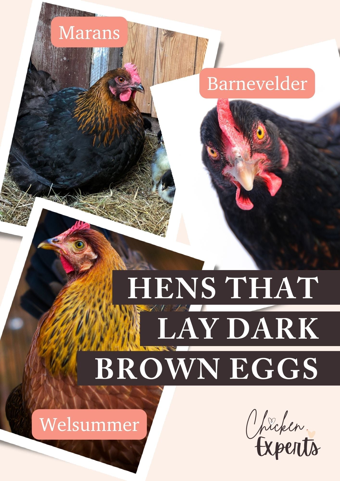 chickens that lay dark brown eggs