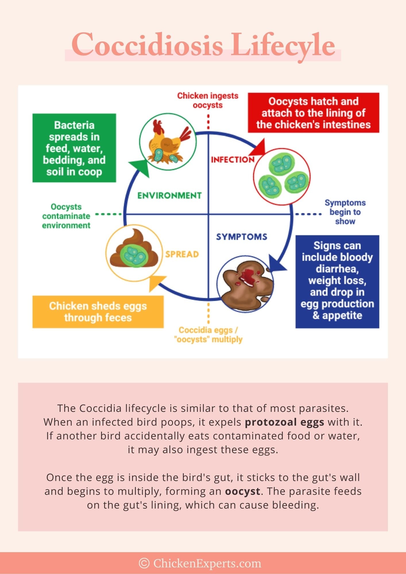 coccidiosis lifecycle