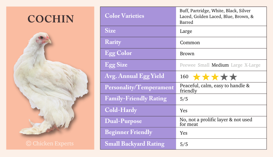 cochin chicken key breed characteristics