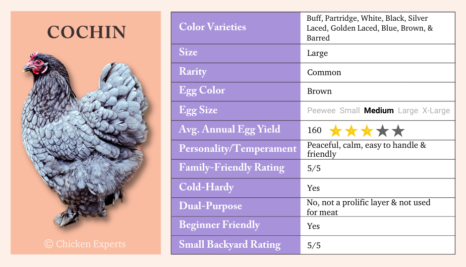 Cochin Chicken Key Breed Characteristics