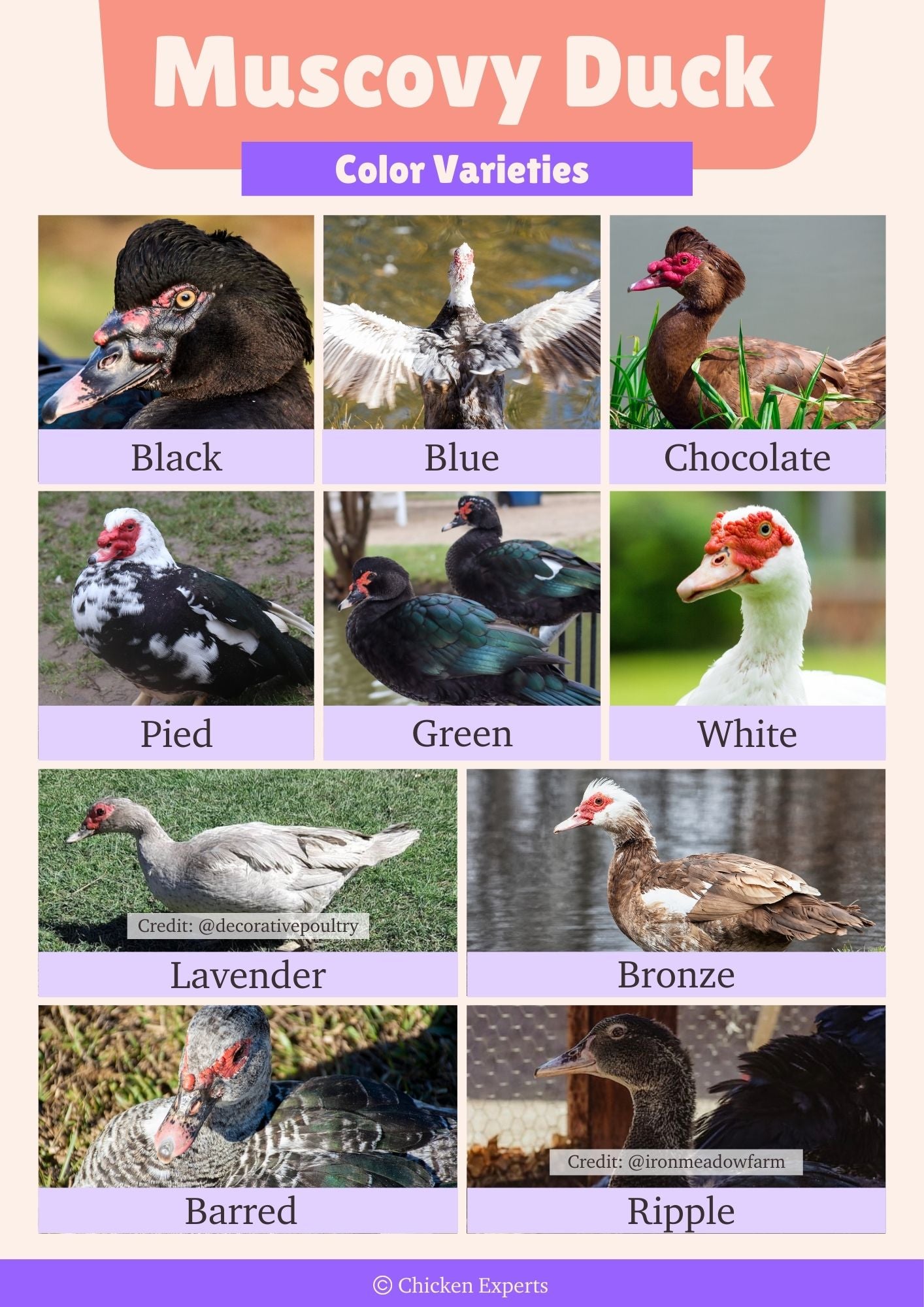color varieties of muscovy duck