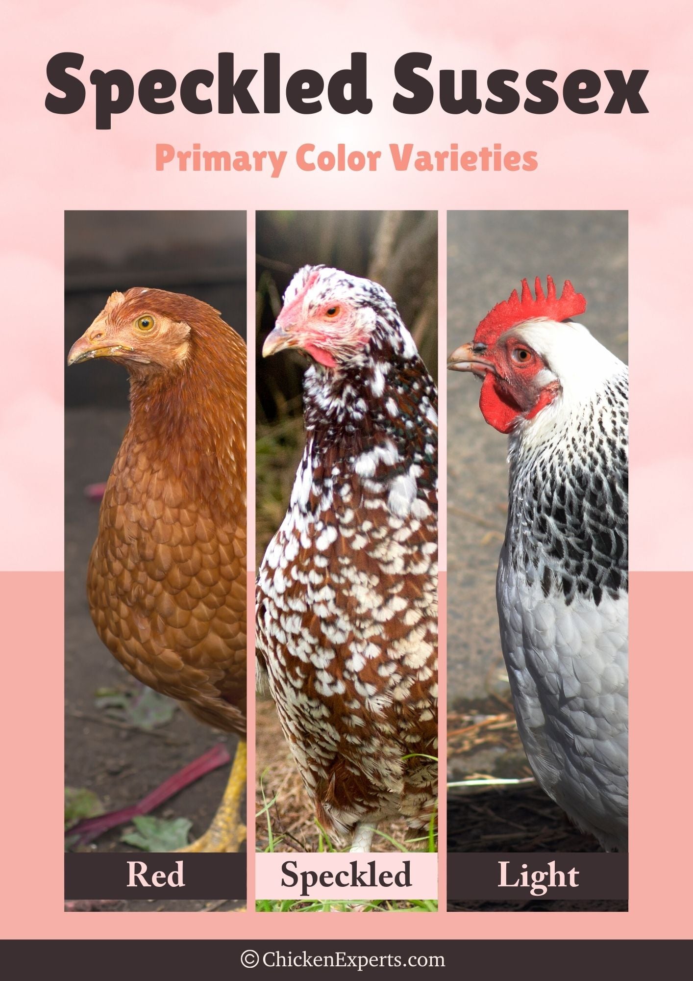 color varieties of sussex chickens