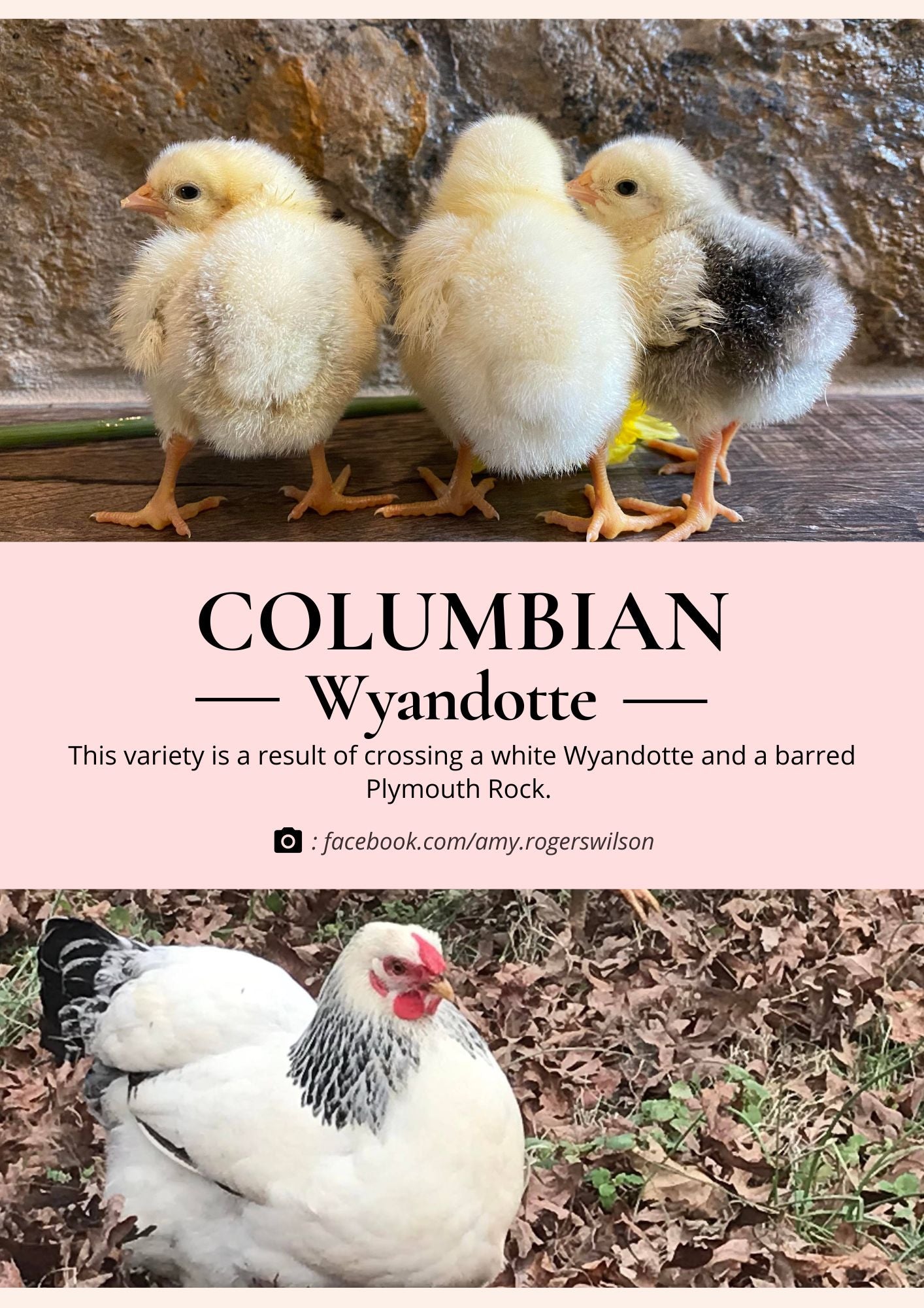 columbian wyandotte chicken and chick
