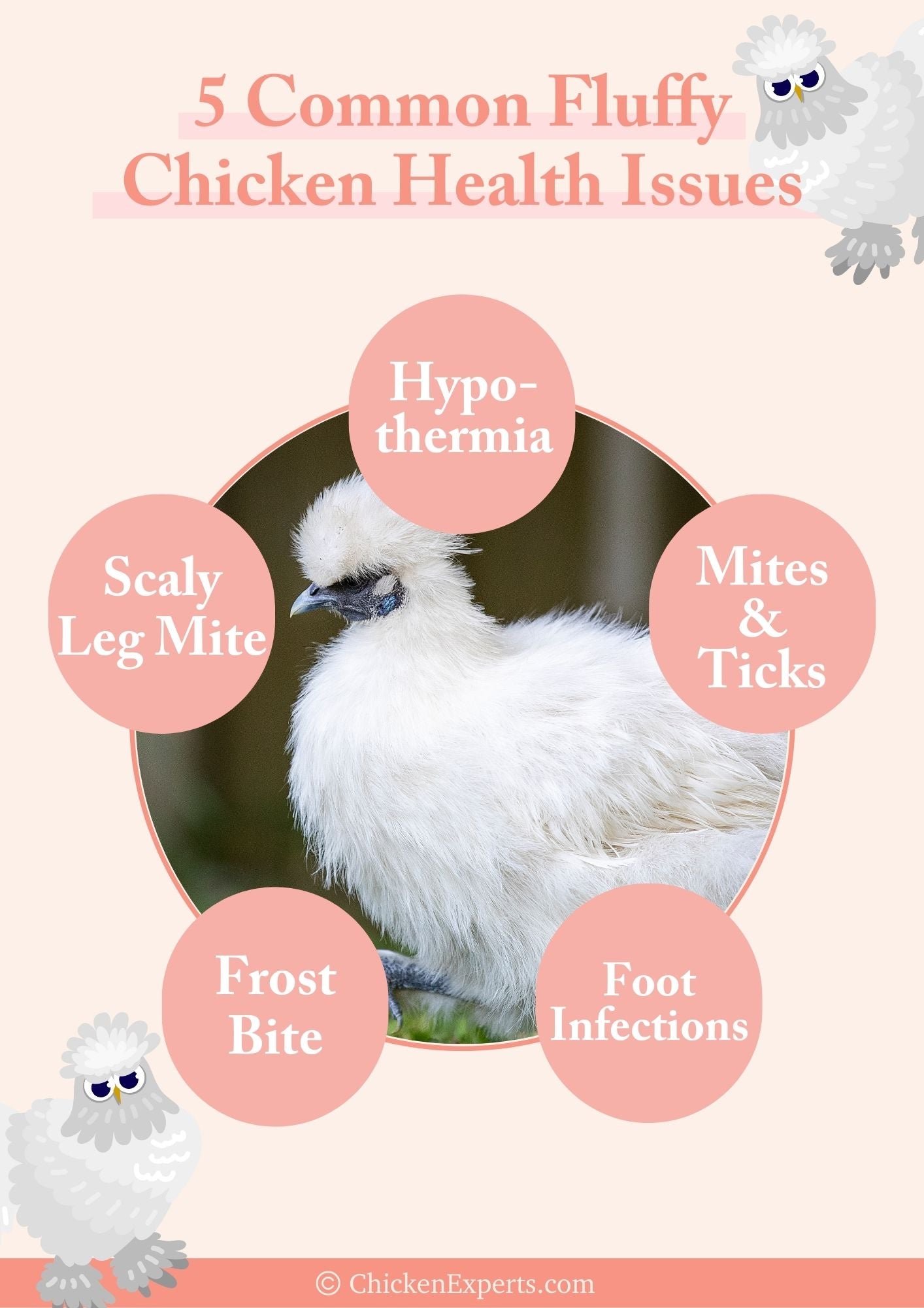 common fluffy chicken issues