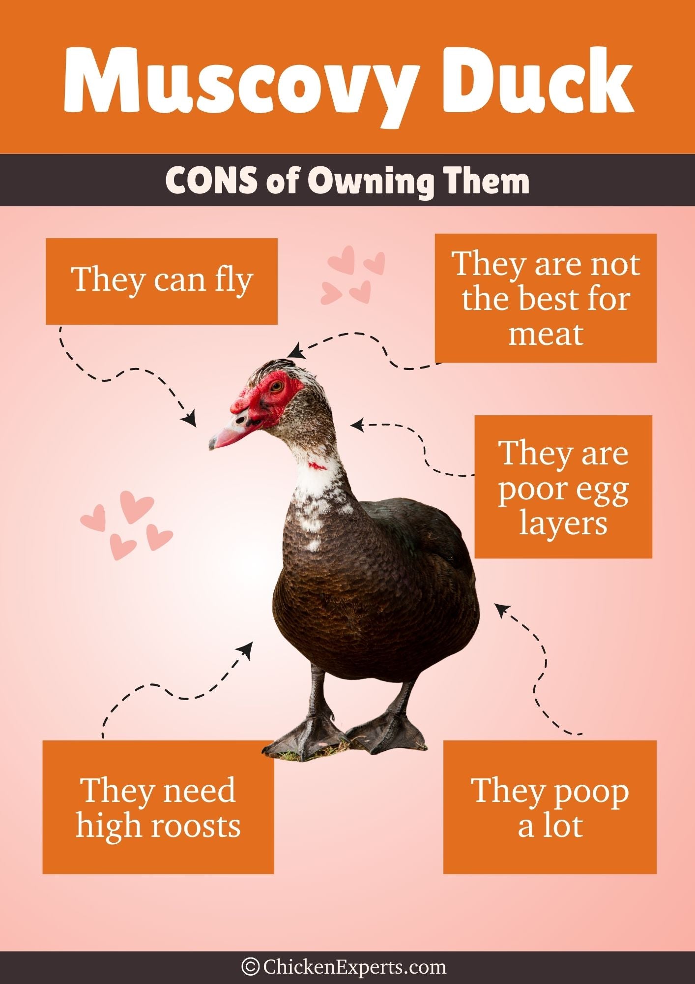 cons of owning muscovy ducks
