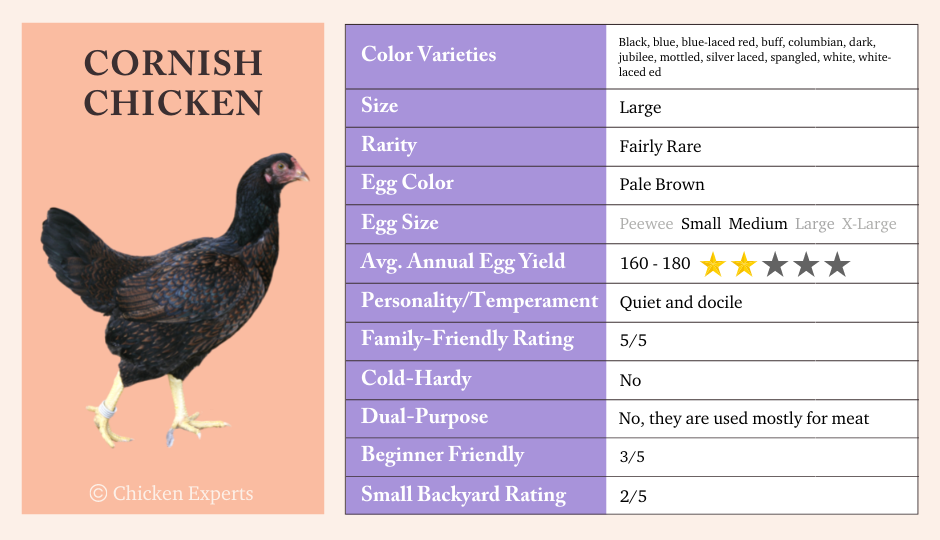 cornish chicken breed facts