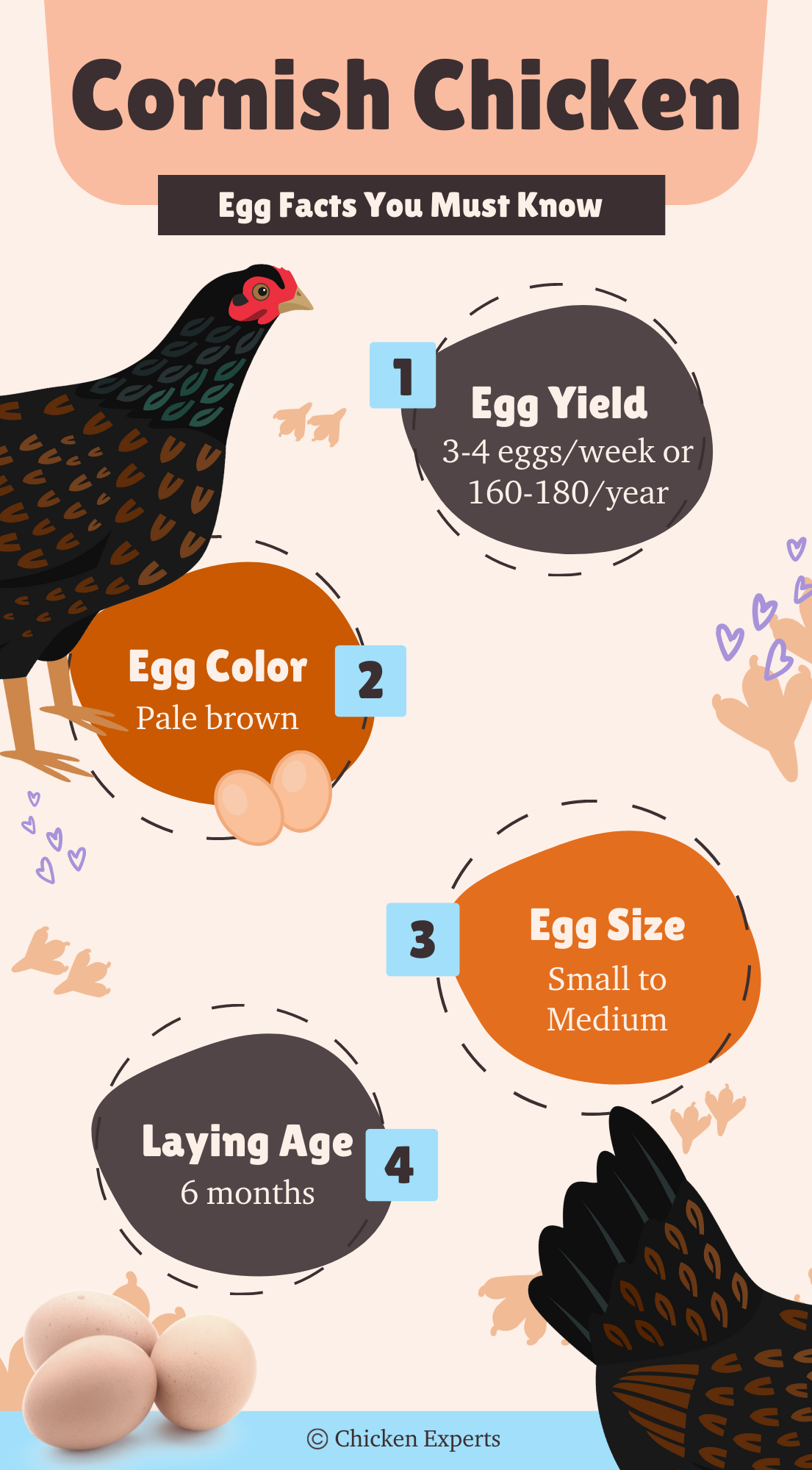 cornish chicken egg facts