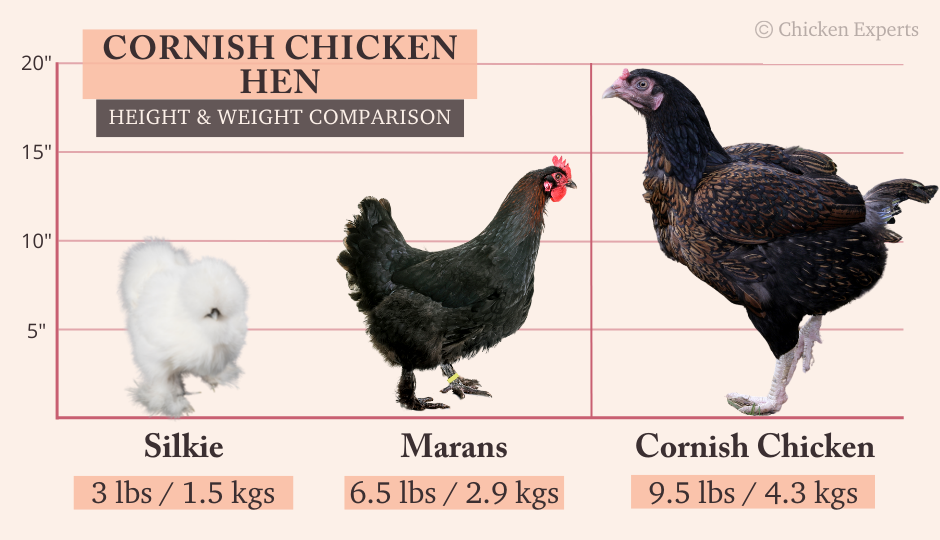 cornish chicken hen size comparison with silkie and marans chicken