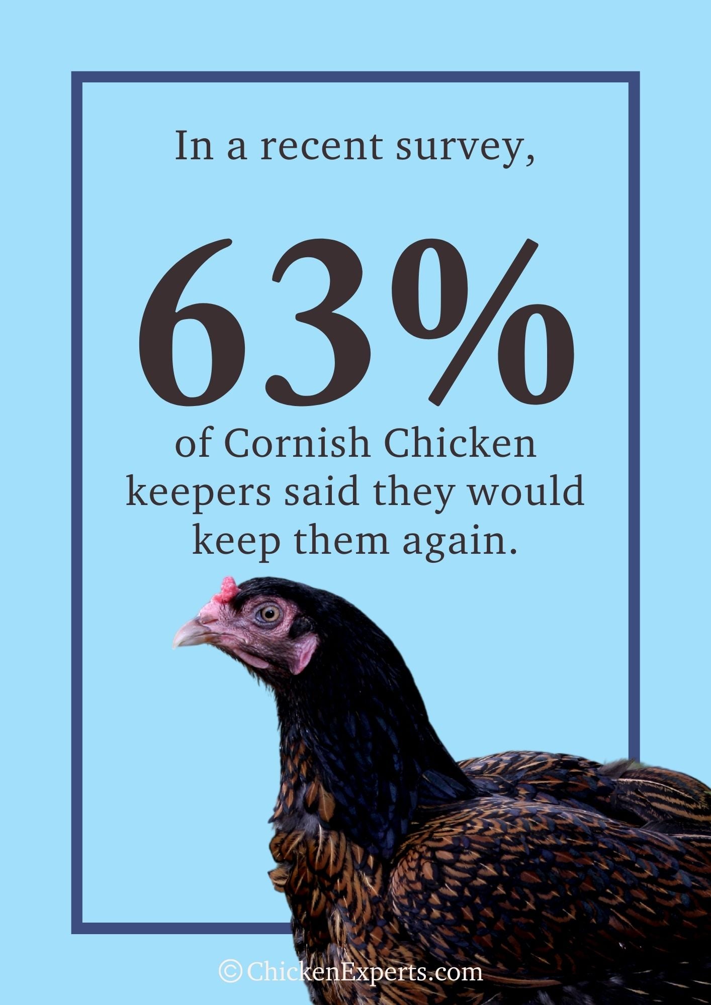 cornish chicken keepers said they would keep them again