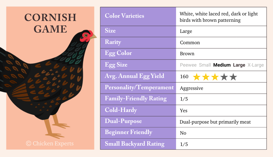 Cornish Chicken Key Breed Characteristics