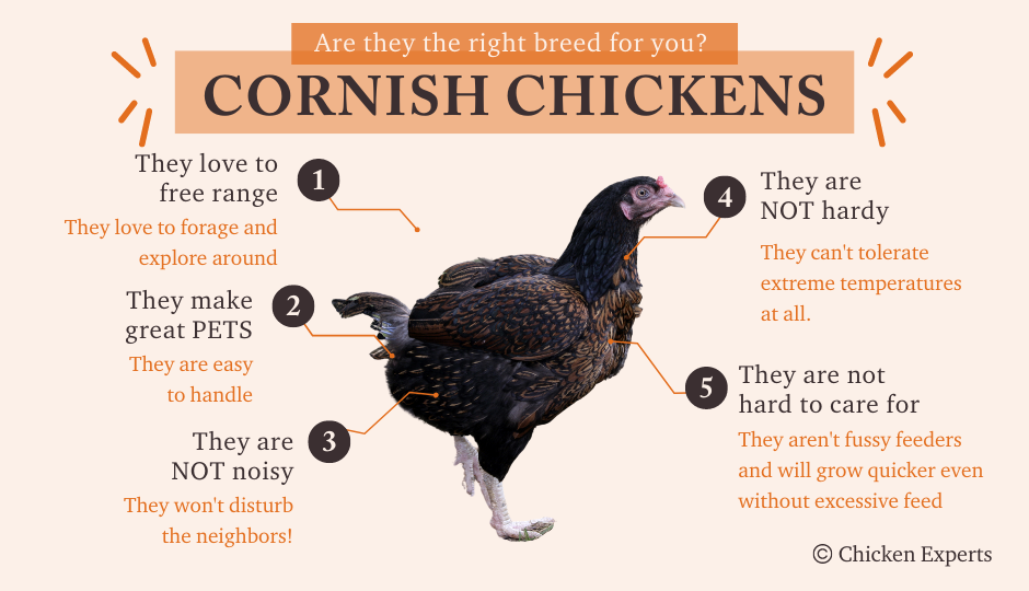 cornish chicken temperament facts