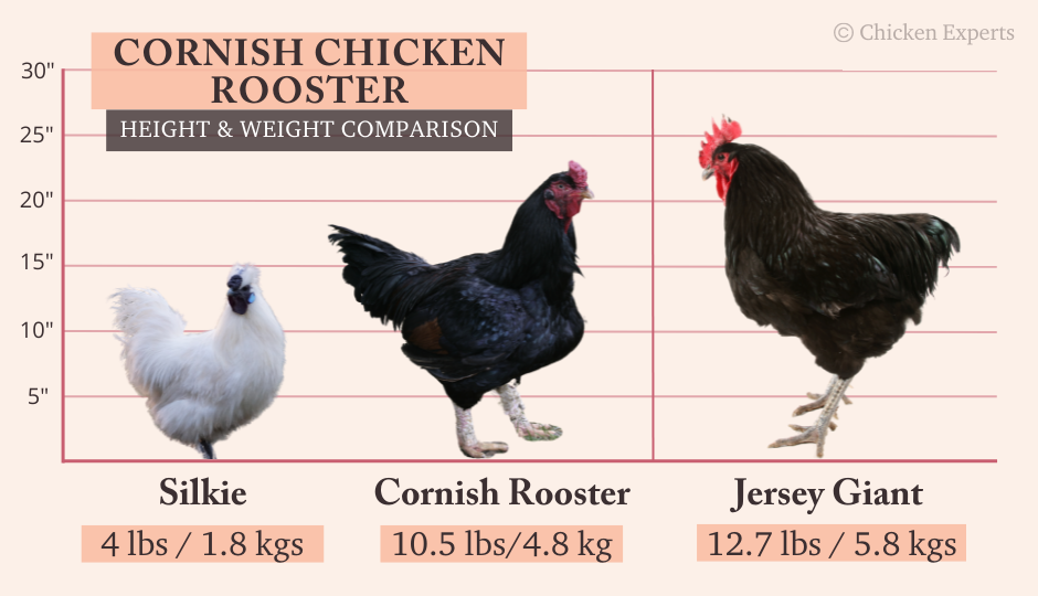 cornish chicken rooster size comparison with silkie and jersey giant chicken