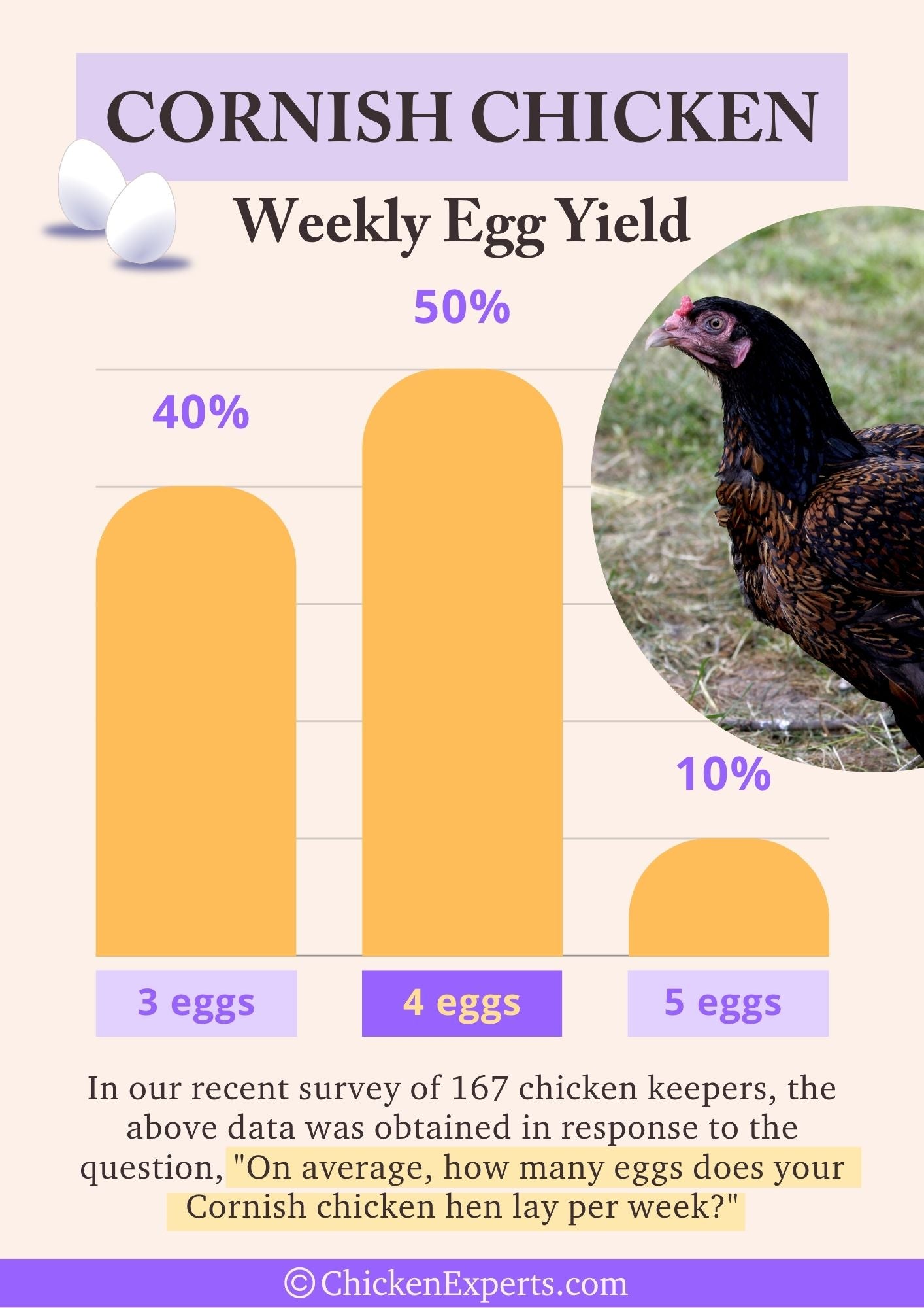 cornish chicken weekly egg yield