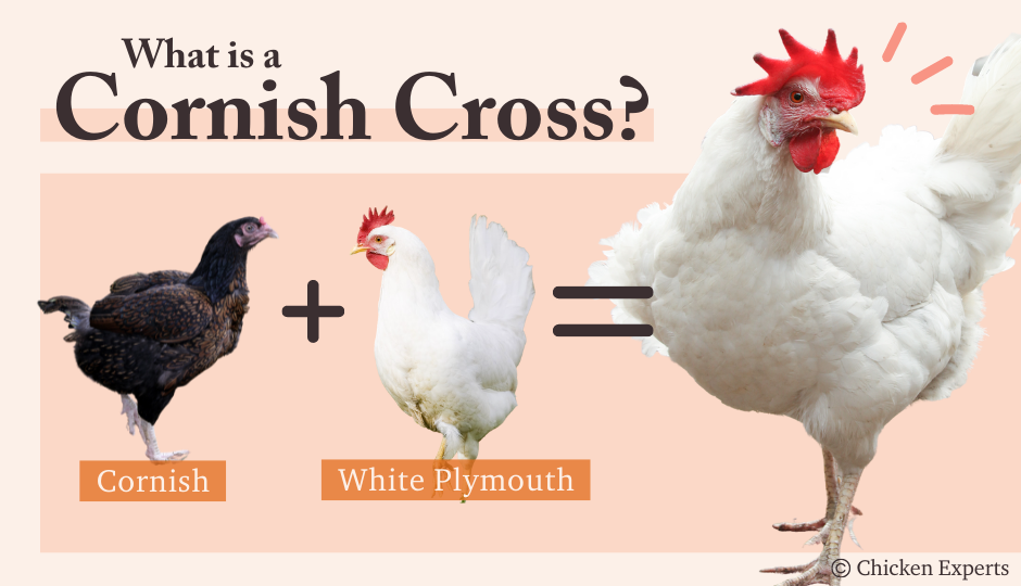 cornish cross chicken