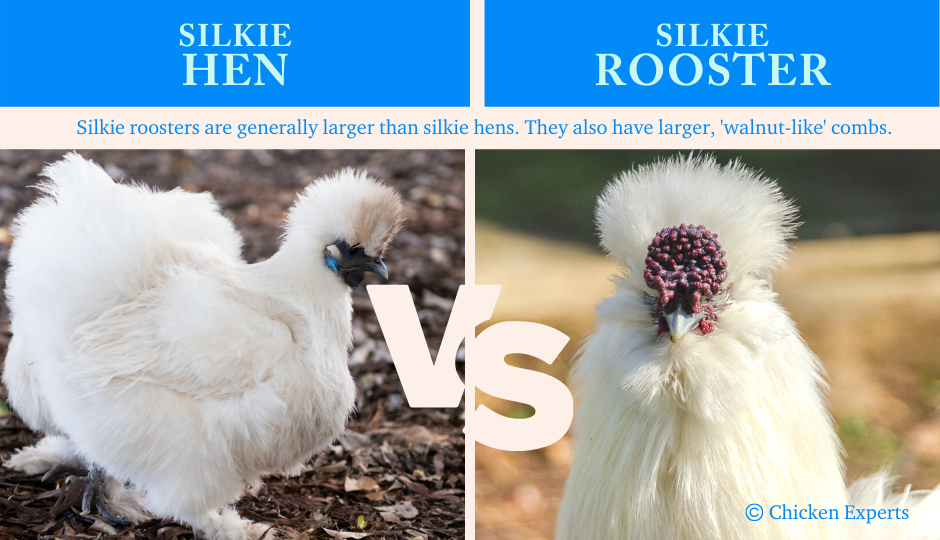 difference between a silkie hen and a silkie rooster