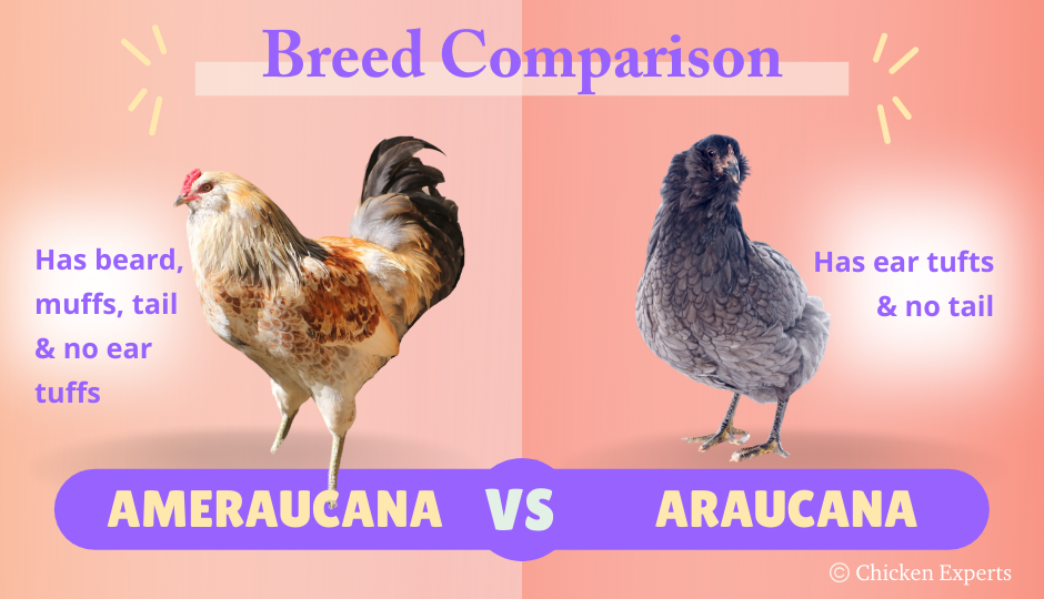 difference between ameraucana and araucana chicken