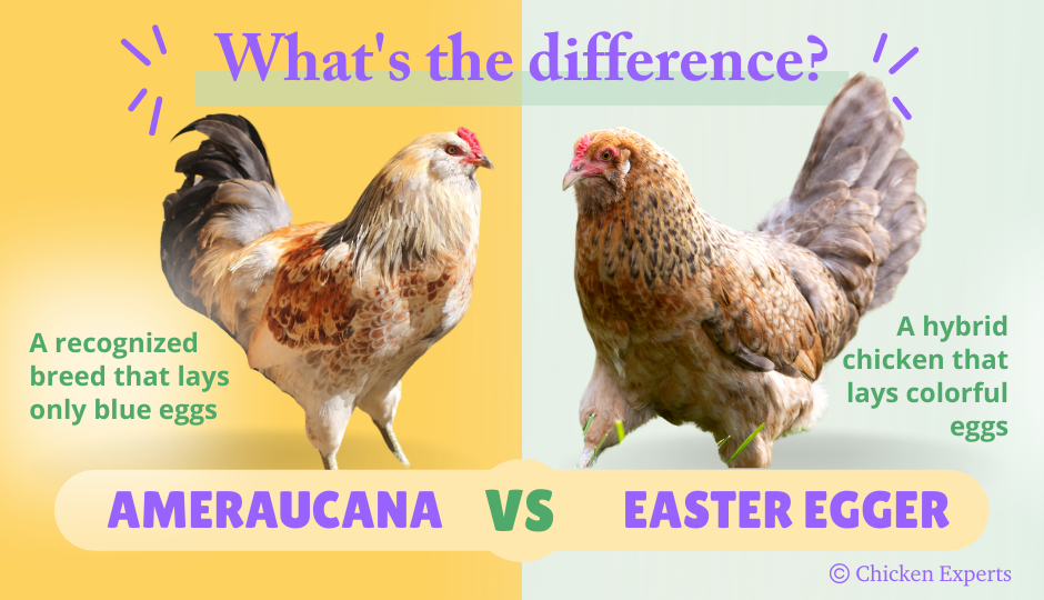 difference between ameraucana chicken and easter egger chicken