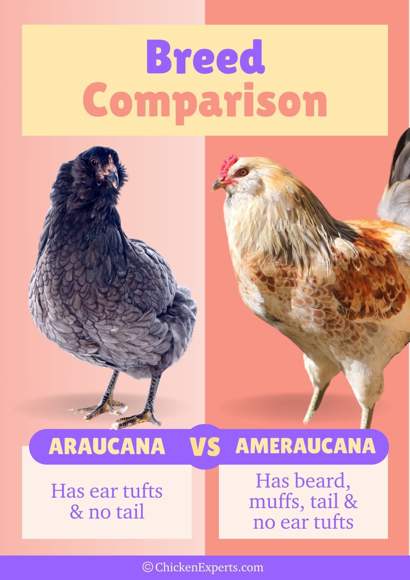 difference between araucana chicken and ameraucana chicken breed