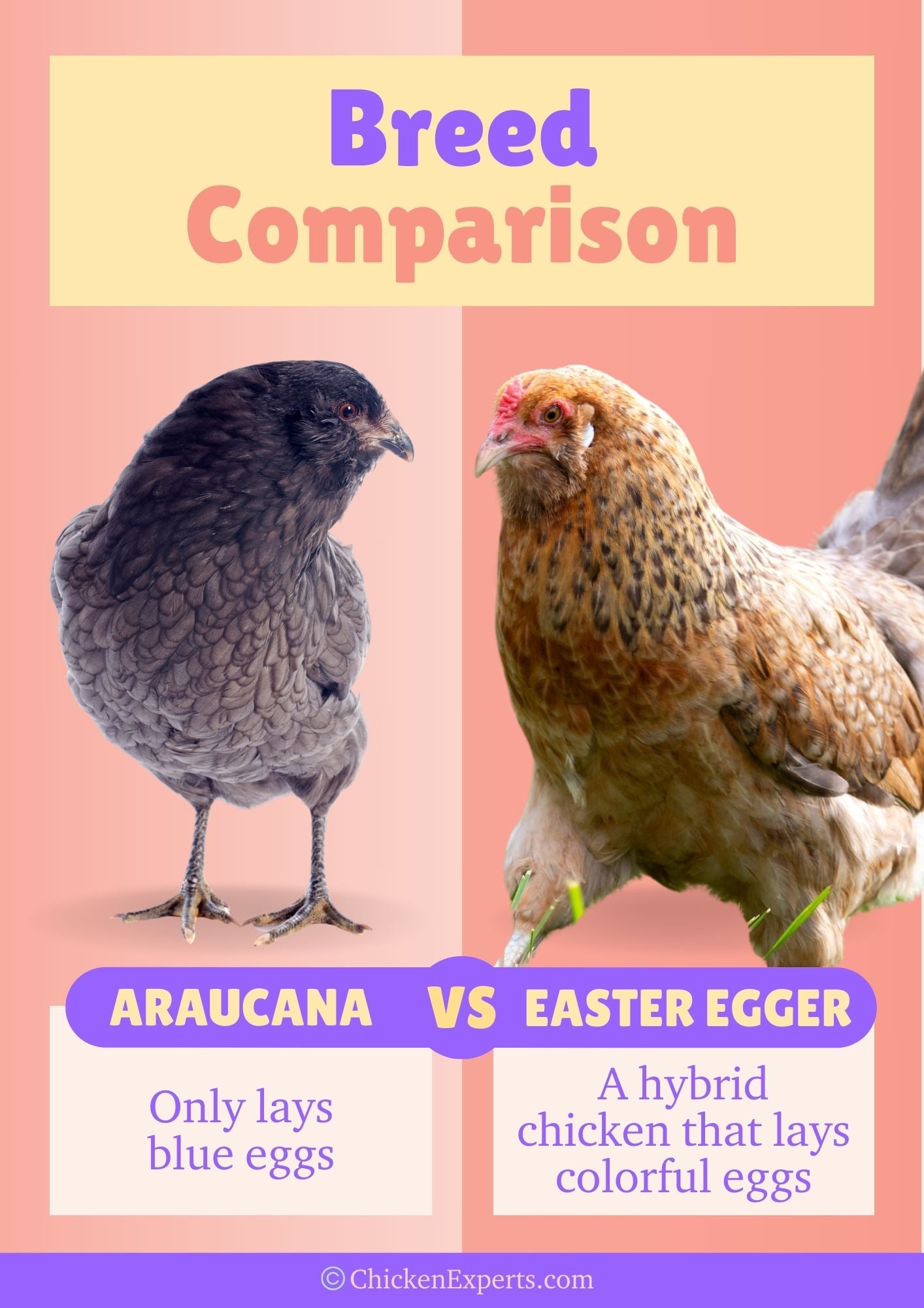 difference between araucana and easter egger chicken