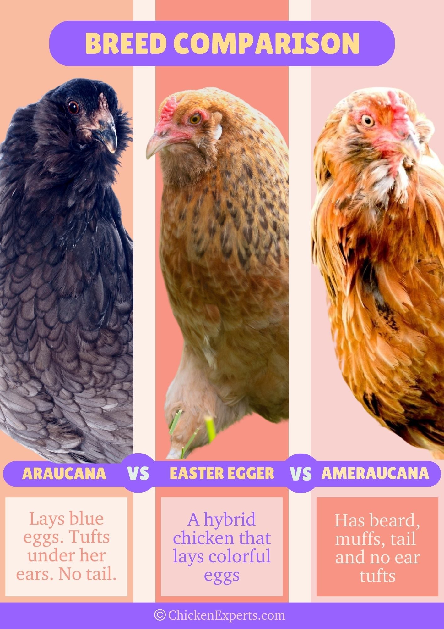 difference between araucana, ameraucana and easter egger chicken breeds