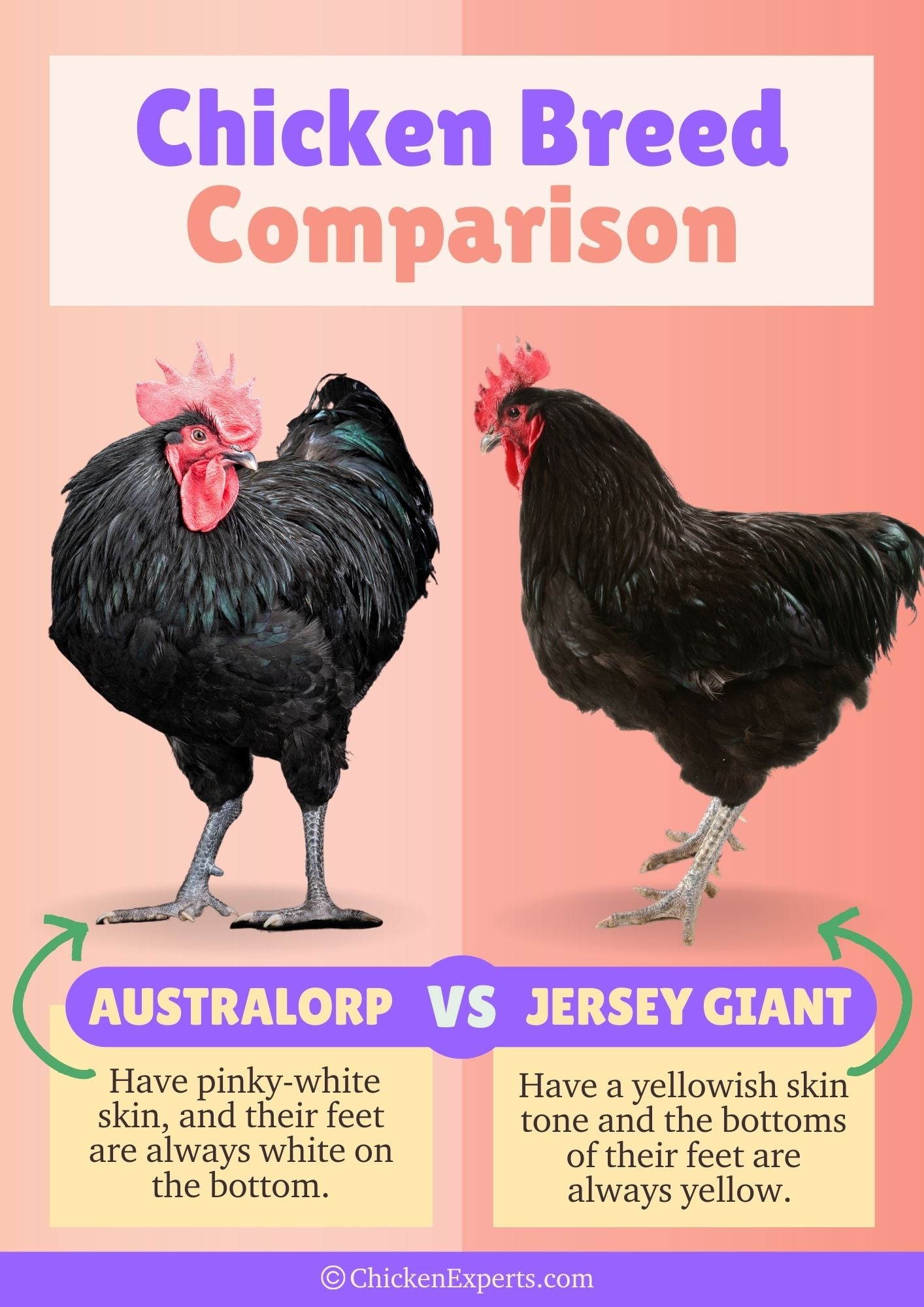 difference between australorp and jersey giant chicken