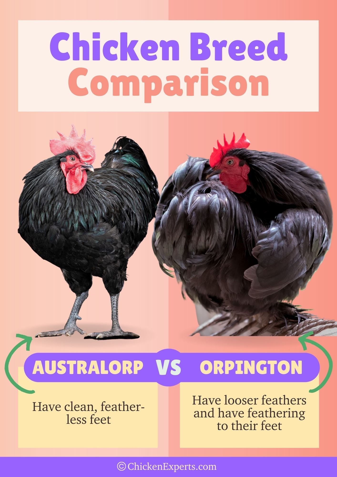 difference between australorp and orpington chicken