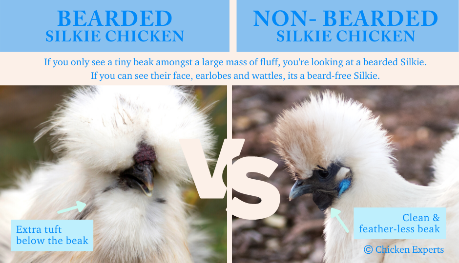 difference between bearded and non bearded silkie chicken