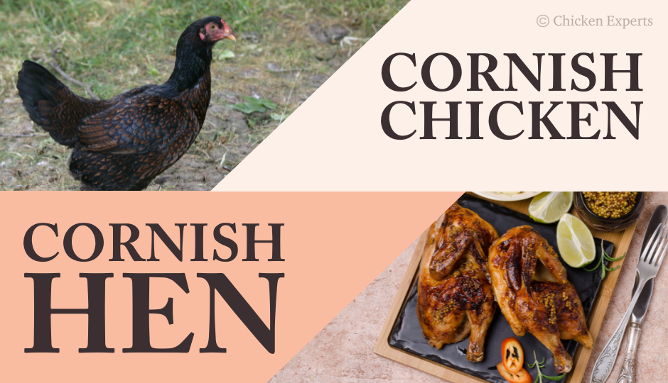 difference between cornish chicken and cornish hen