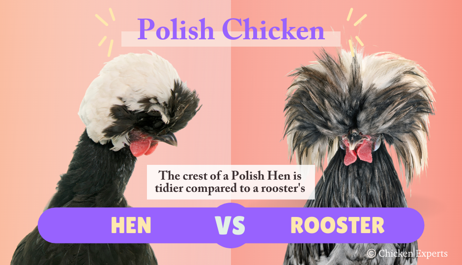 difference between polish hen and rooster