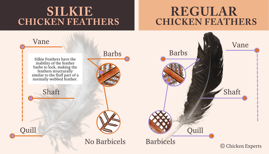 difference between silkie chicken feathers and regular chicken feathers