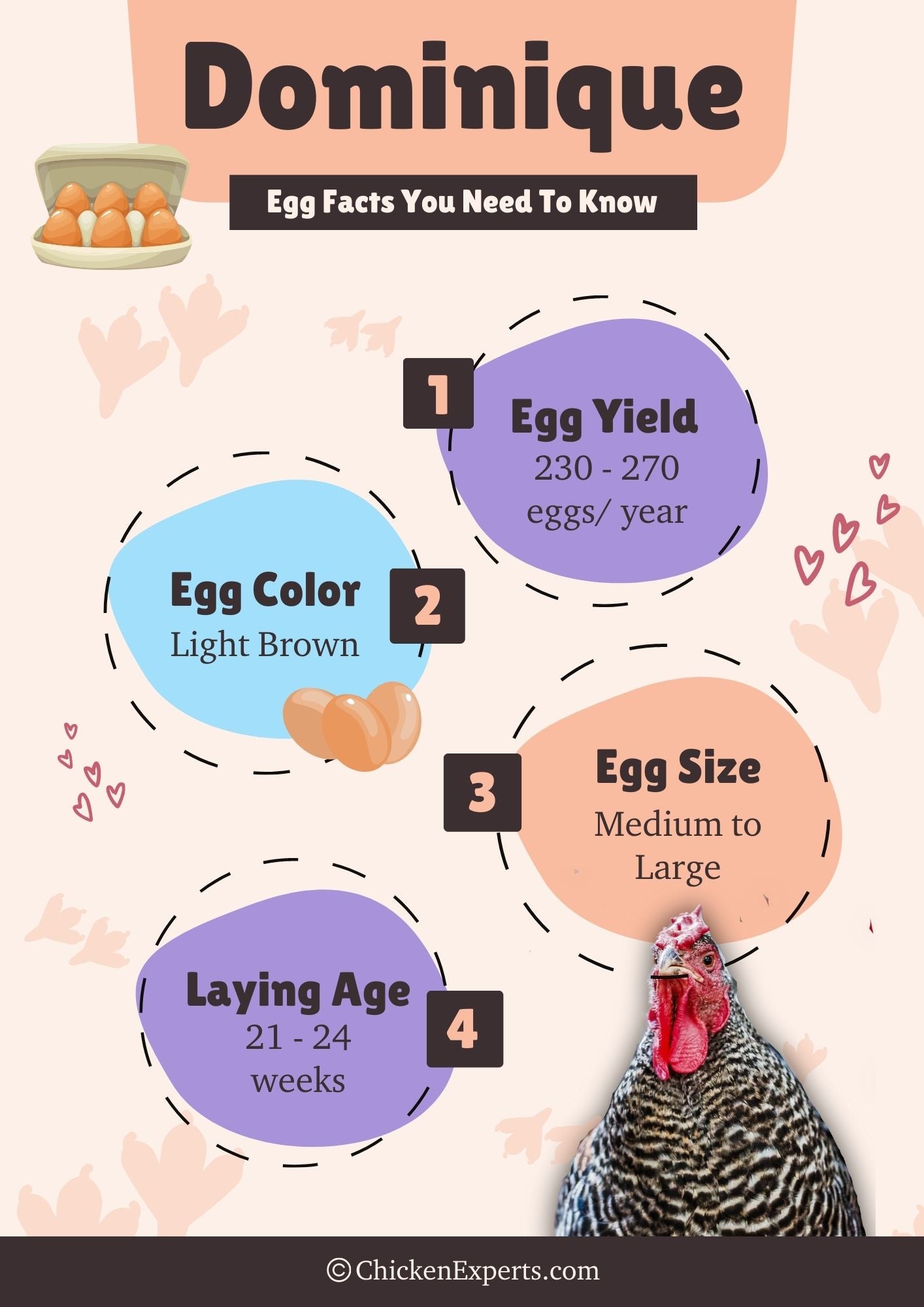 dominique chicken egg facts