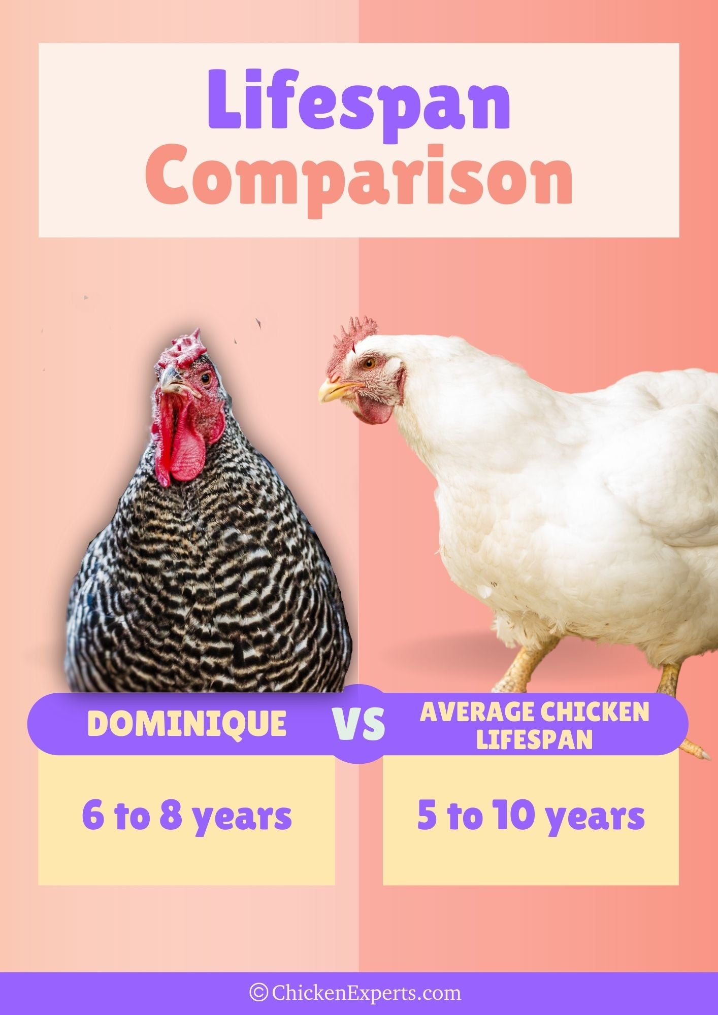 dominique chicken lifespan comparison