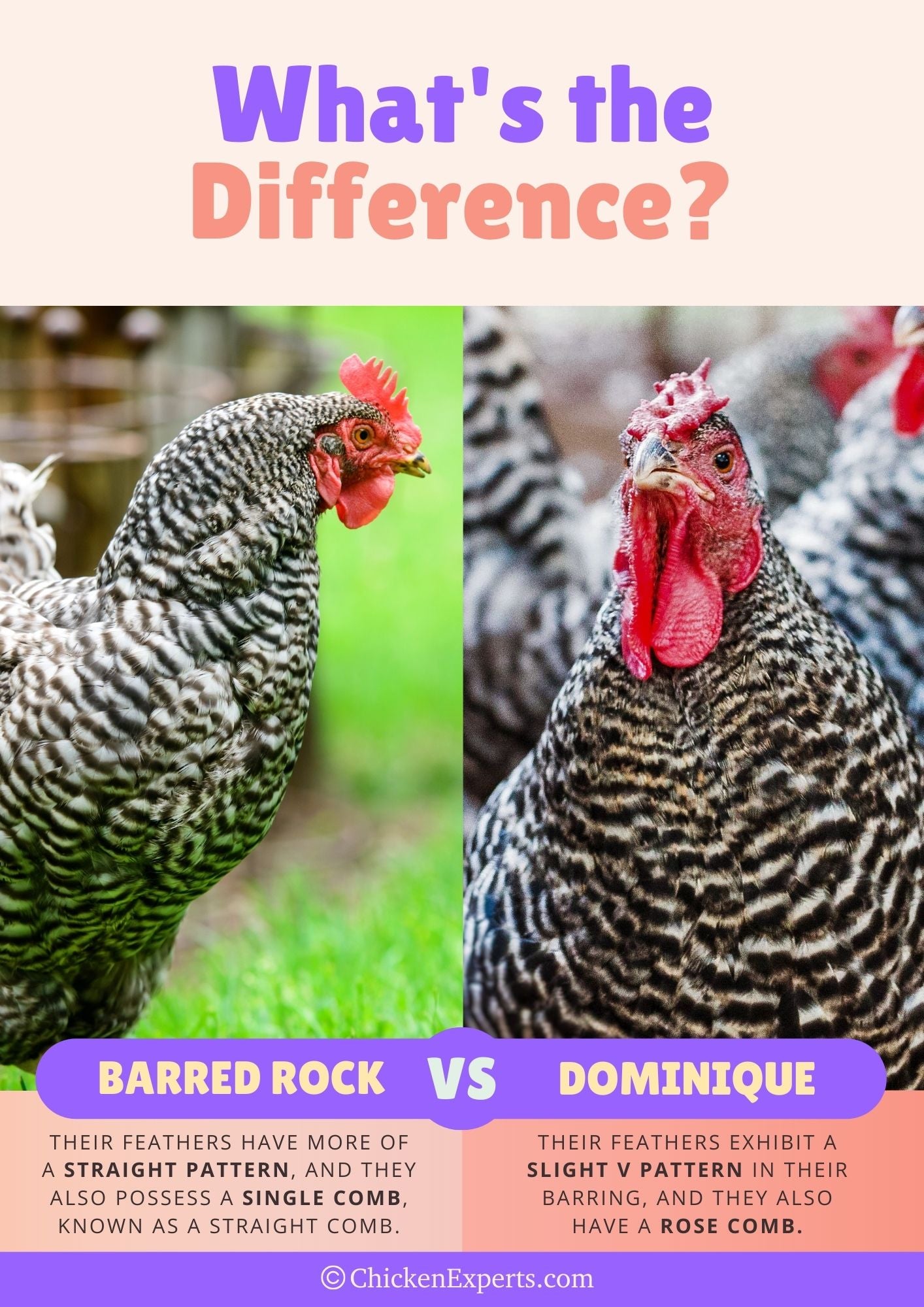 difference between dominique chicken and barred rock