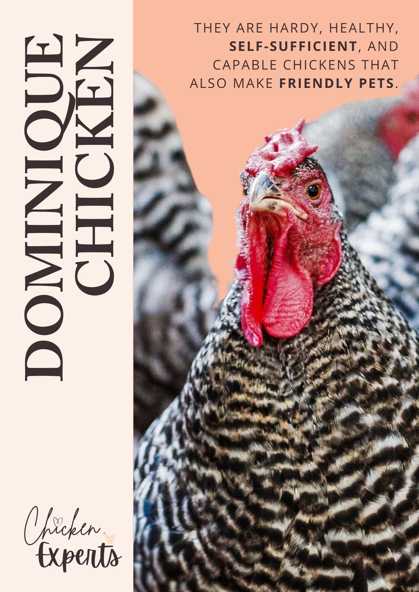 dominique chicken