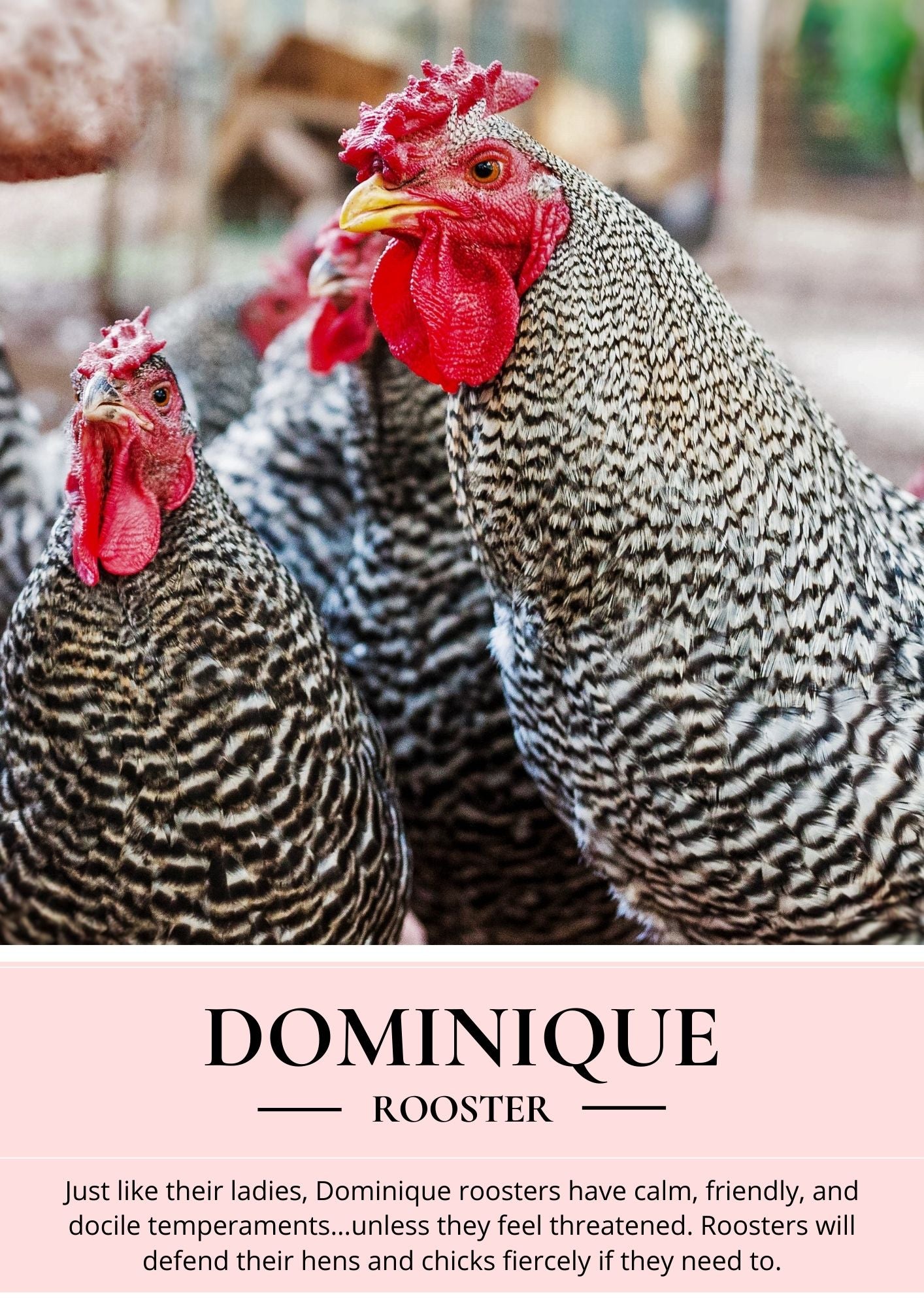 dominique rooster temperament