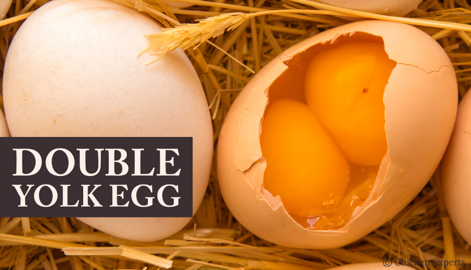double-yolk-egg