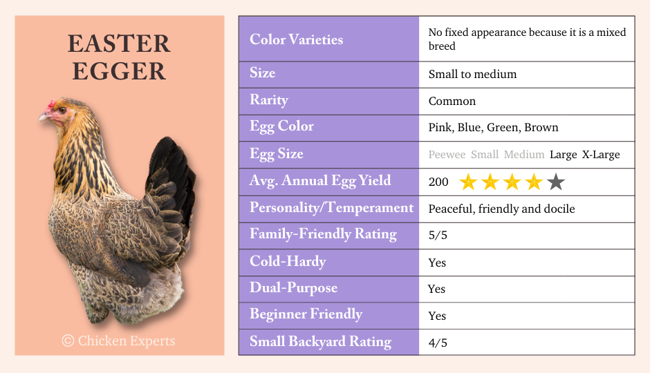 easter egger chicken key breed characteristics