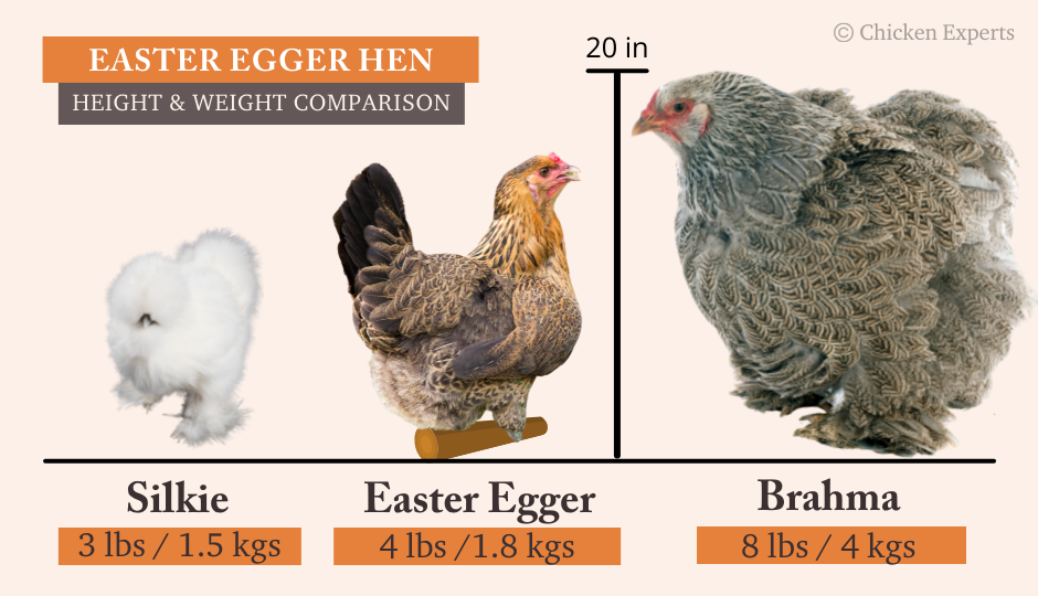 Easter Egger Hen Size Comparison to Silkie and Brahma