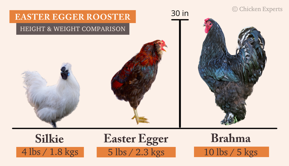 Easter Egger Rooster Size Comparison to Silkie and Brahma