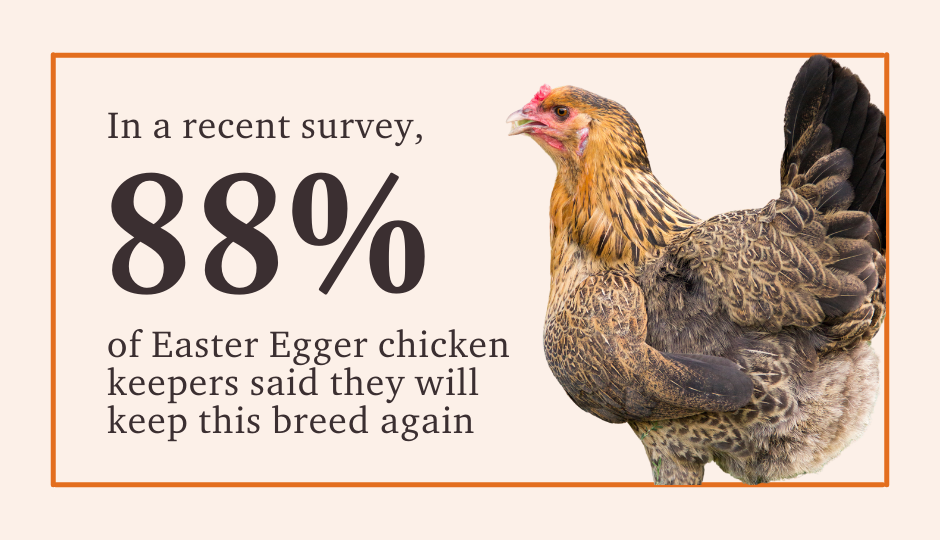 88% of chicken keepers said they will keep easter egger chickens again