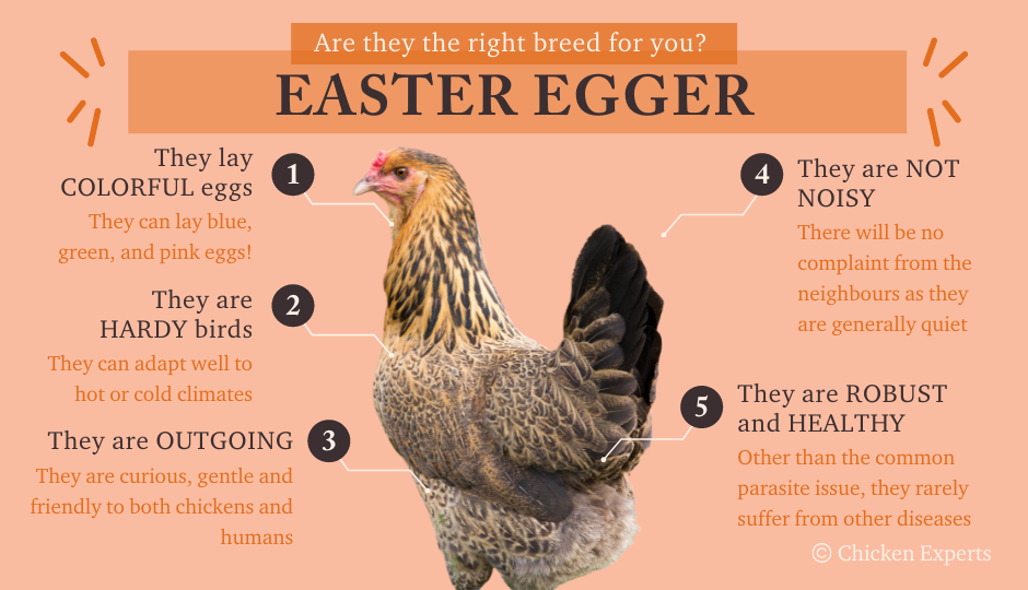 Easter Egger Temperament Fact Chart