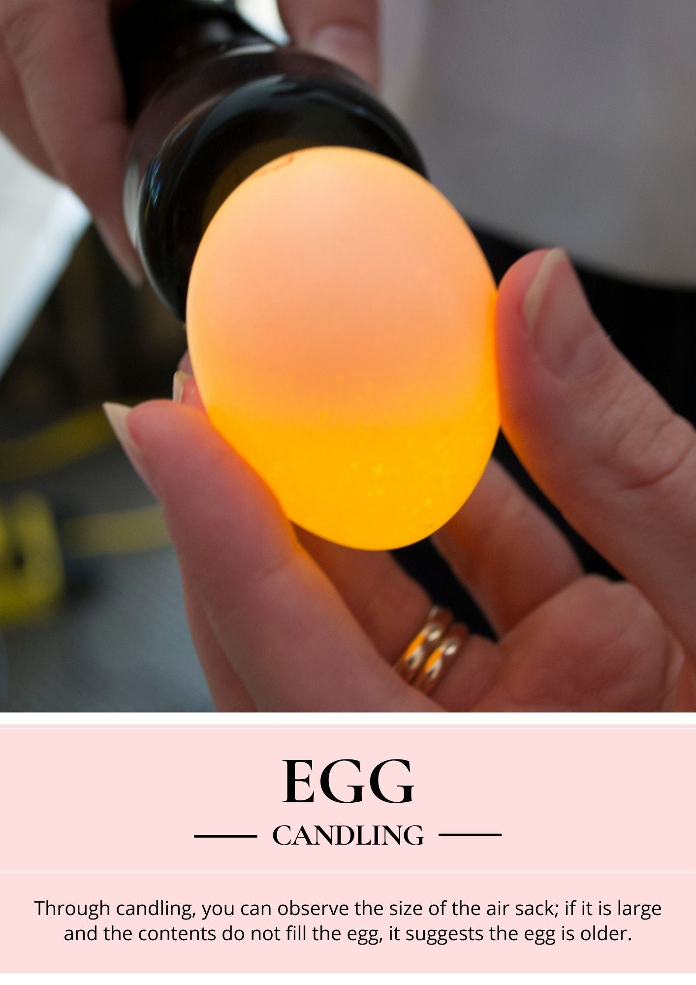 egg candling