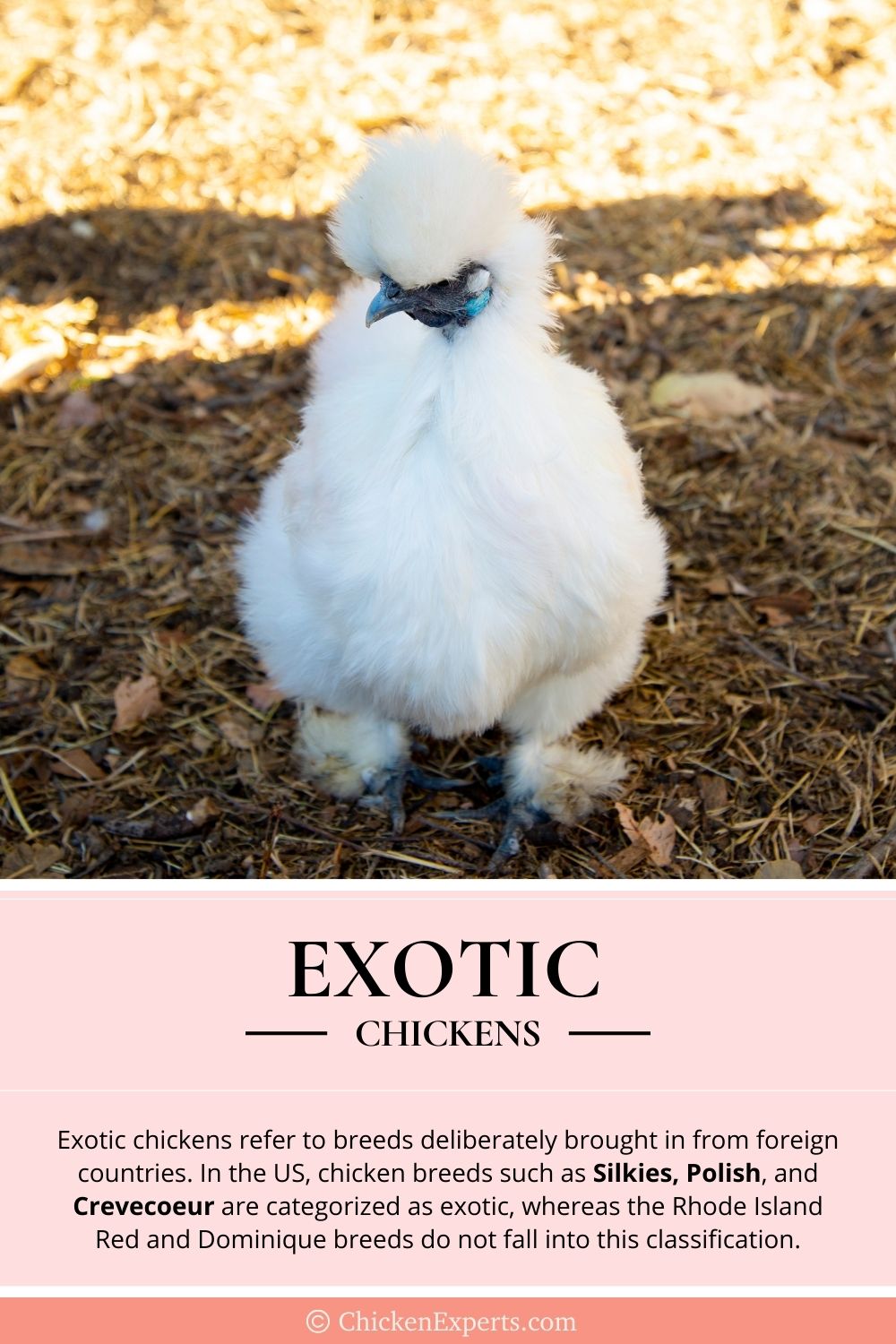 exotic chicken