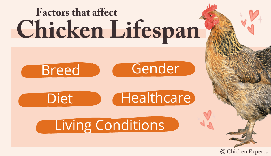 factors that affect chicken lifespan