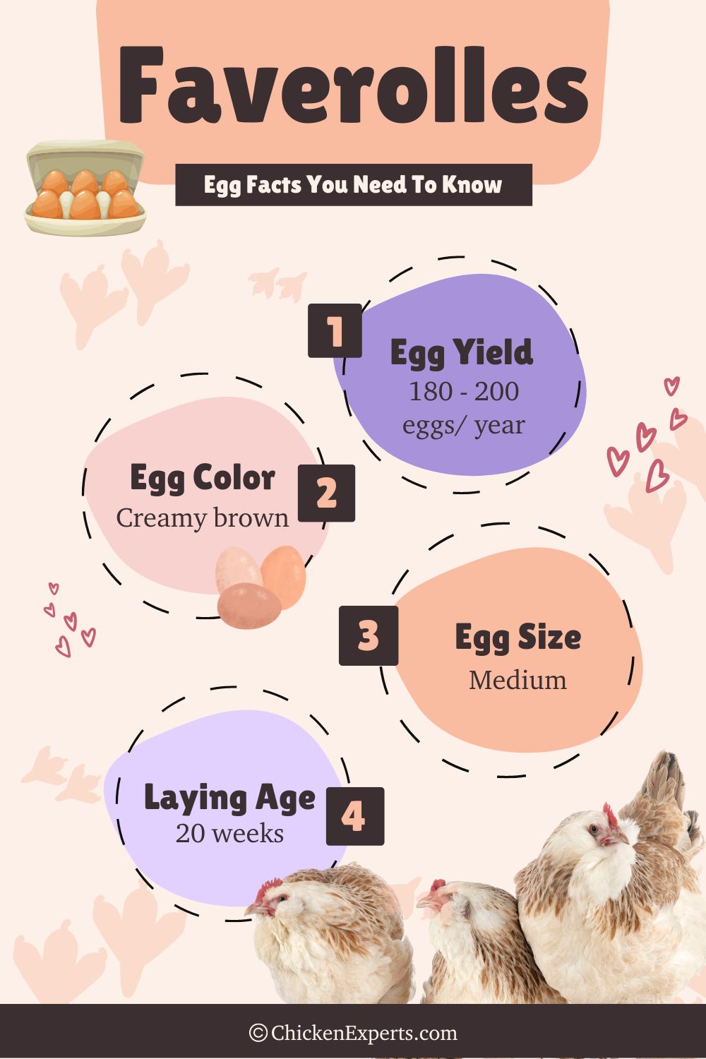 salmon faverolles egg facts