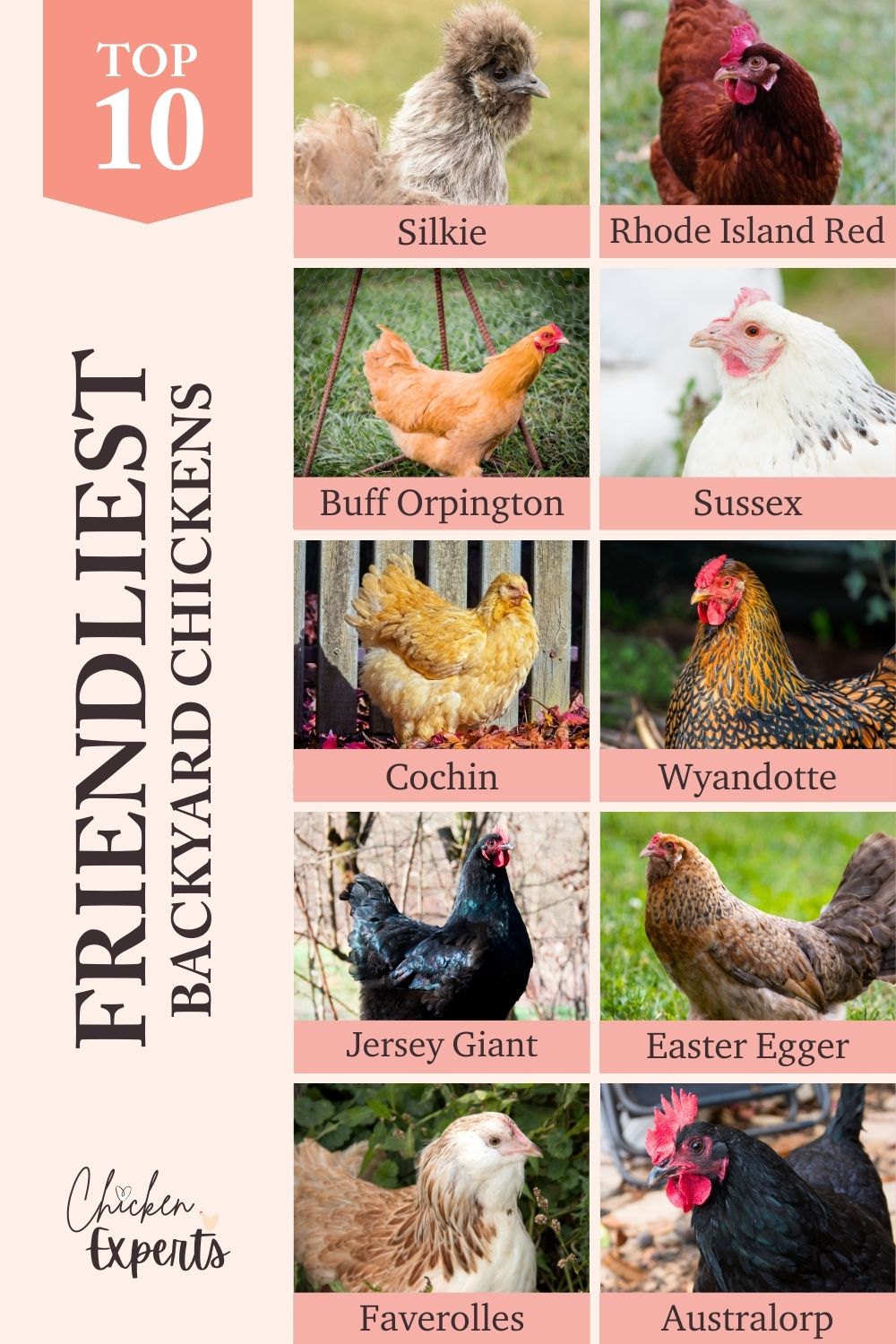 friendliest chicken breeds