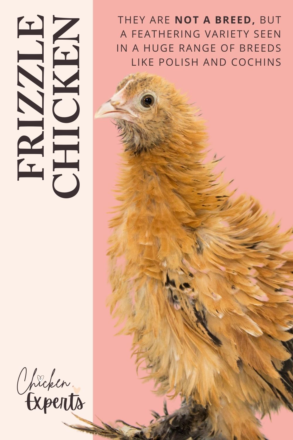 frizzle chicken