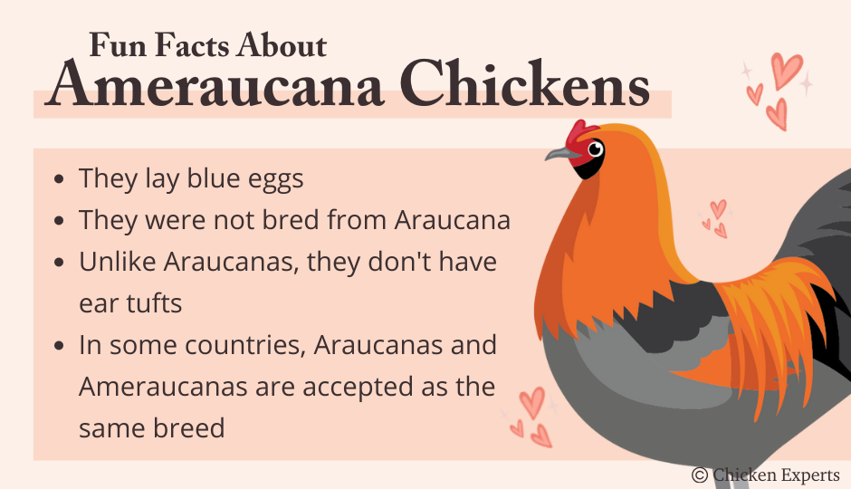 fun facts about ameraucana chickens