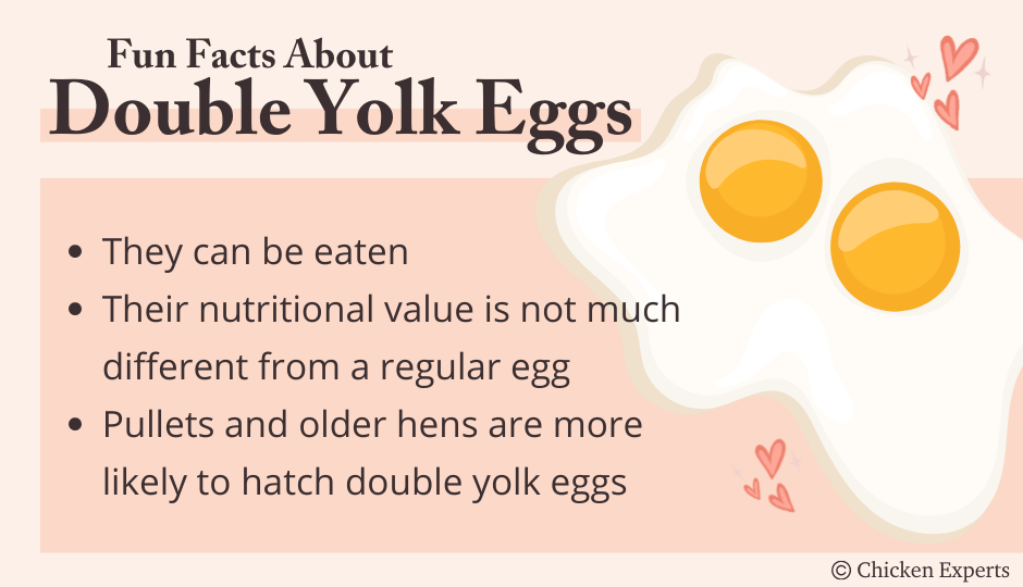 fun-facts-about-double-yolk-eggs