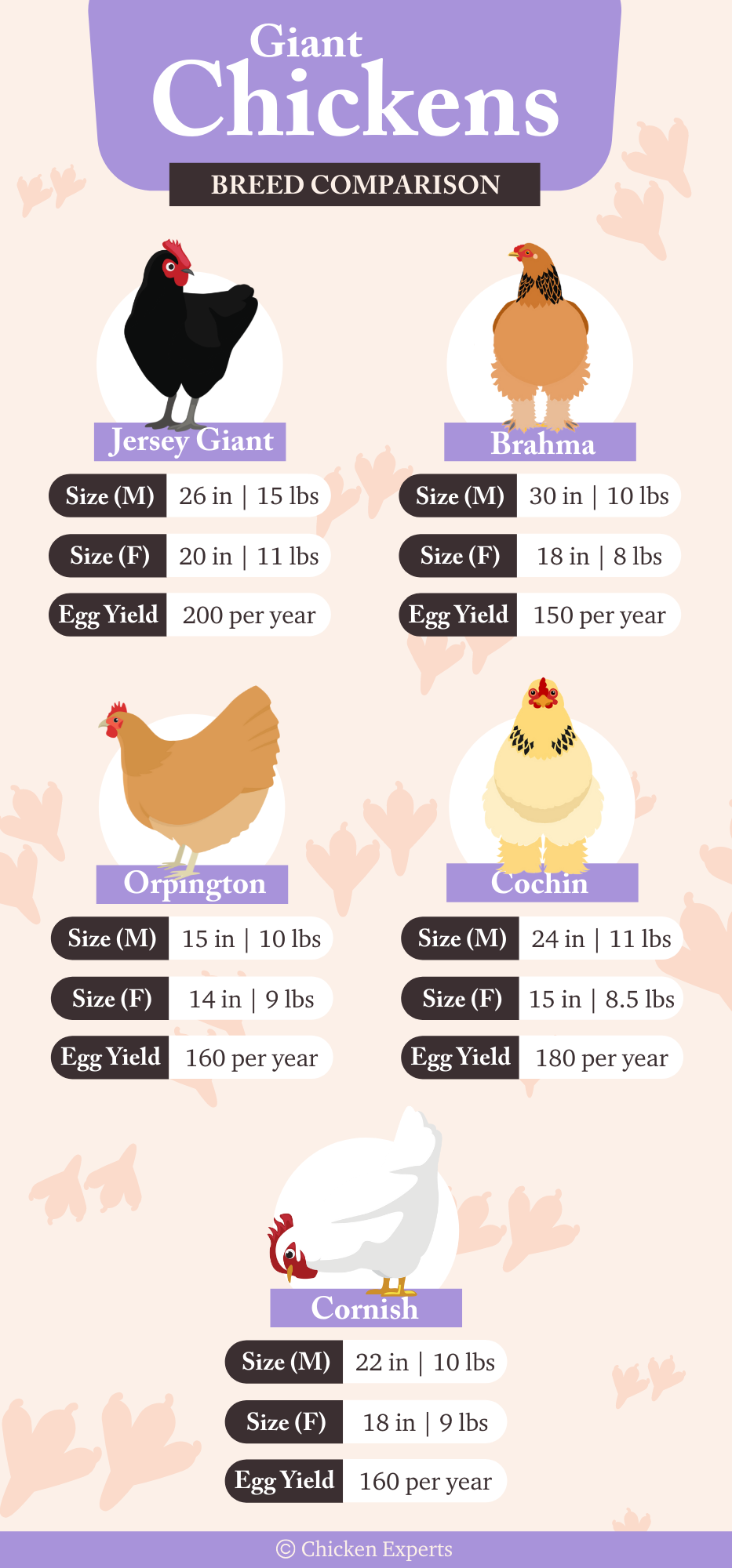 giant chicken breeds comparison chart